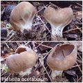Helvella acetabulum-amf893-1